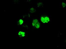 ARNTL / BMAL1 Antibody (clone 1C11, Carrier-free)