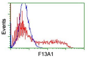 F13A1 / Factor XIIIa Antibody (clone OTI9E2)