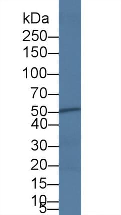 CASP4 / Caspase 4 Antibody (aa290-377, FITC)