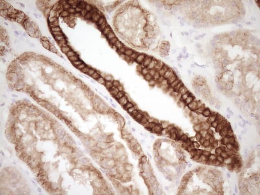 CALCA Antibody (clone 2D10)