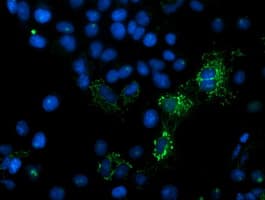 MIPEP Antibody (aa174-516, clone OTI3F8, Carrier-free)