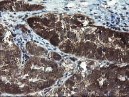 TBCC Antibody (clone OTI4C4)