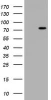 HBS1L Antibody (clone OTI1B6)