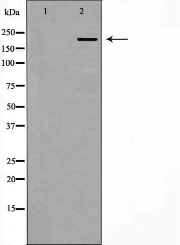 PCM1 Antibody