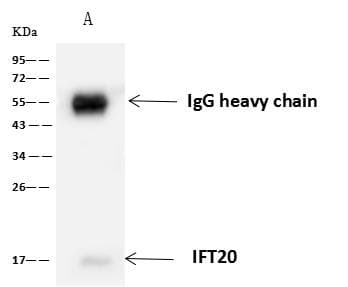 IFT20 Antibody