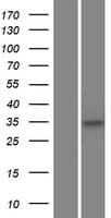 C5orf51 Protein (Over-Expression Lysate Myc-DDK (Flag))