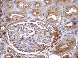 Monoclonal Mouse anti-Human ARPC5 / p16-Arc Antibody (clone 2G1, Carrier-free, IHC, WB)