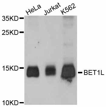 BET1L / GS15 Antibody