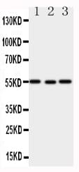 XIAP Antibody (aa14-34)