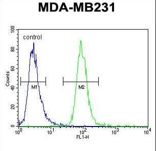 Polyclonal Rabbit anti-Human ZSWIM6 Antibody (aa1148-1177, IHC, WB)
