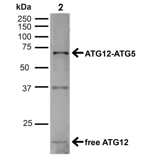 APG12 / ATG12 Antibody (Atto 594)