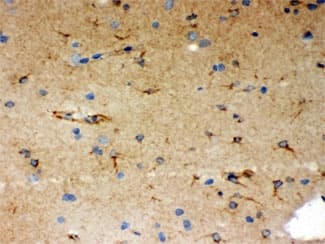 p66 / SHC Antibody
