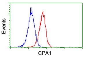 CPA1 / Carboxypeptidase A Antibody (clone OTI4C3)