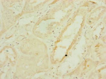 Polyclonal Rabbit anti-Human DNAJC19 Antibody (IHC, WB)