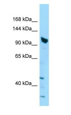 SHANK2 / SHANK Antibody (aa1057-1106)