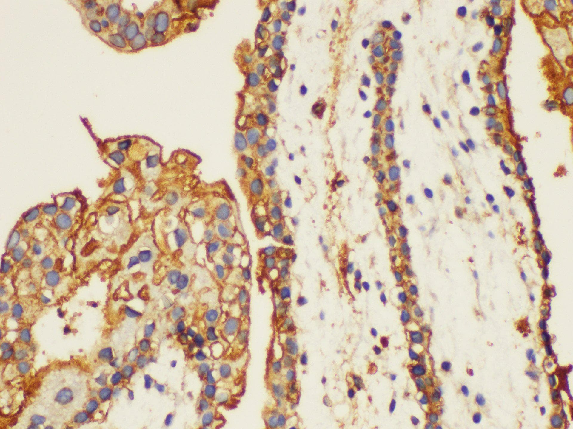 ANXA5 / Annexin V Antibody