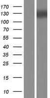 SCAF4 Protein (Over-Expression Lysate Myc-DDK (Flag))