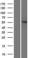 NETO2 Protein (Over-Expression Lysate Myc-DDK (Flag))