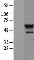 BCL3 / BCL-3 Protein (Over-Expression Lysate Myc-DDK (Flag))