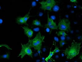 ARFGAP1 Antibody (clone OTI1H6)