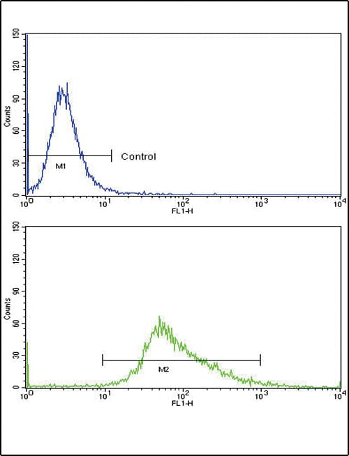WNT4 Antibody (aa211-239)