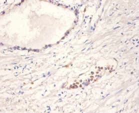 NTF4 / Neurotrophin 4 Antibody