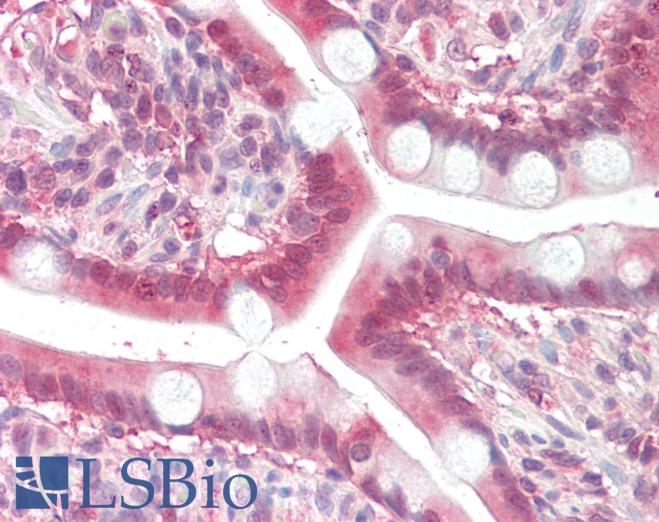 IHC-plus™ MOGAT2 Antibody (aa165-175)