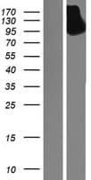PSK / SEZ6L2 Protein (Over-Expression Lysate Myc-DDK (Flag))