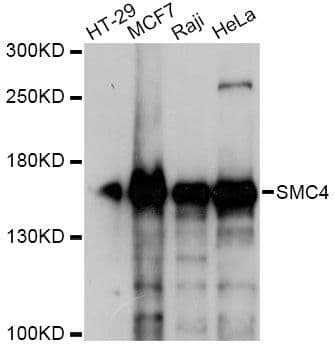 SMC4 Antibody