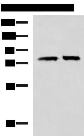 PADI4 / PAD4 Antibody