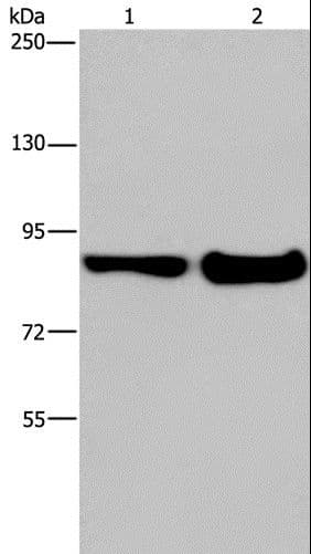 MAPRE3 / EB3 Antibody