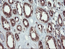 TRAIP / TRIP Antibody (aa67-313, clone OTI2D4, Carrier-free)