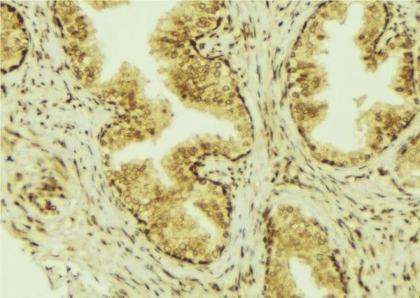 CCL28 / MEC Antibody