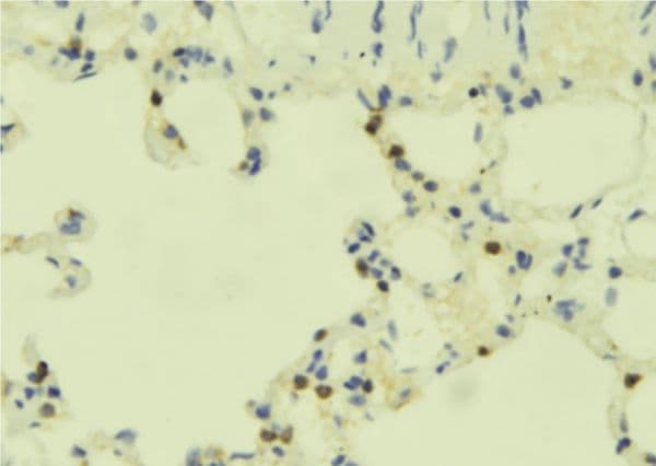 GPR84 Antibody