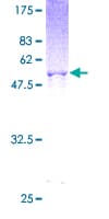 Human MRRF Protein (Recombinant GST)
