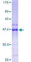 Human RAP2C Protein (Recombinant GST)