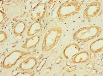EPHB4 / EPH Receptor B4 Antibody