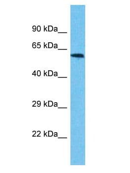 USP17L3 Antibody (aa382-431)