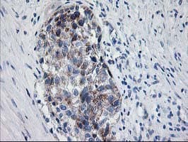 PDE4B Antibody (clone OTI3B12)