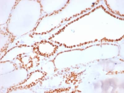 NKX2-1 / Thyroid-Specific TF Antibody (clone NX2.1/1855R, Azide-free, Carrier-free)