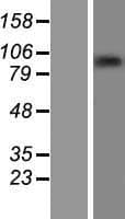 ZNF226 Protein (Over-Expression Lysate Myc-DDK (Flag))