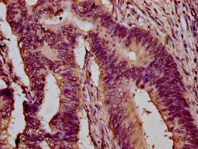 HIST1H3A Antibody