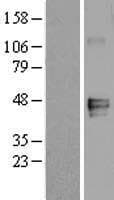 Human MFGE8 /Lactadherin Protein (Over-Expression Lysate Myc-DDK (Flag))