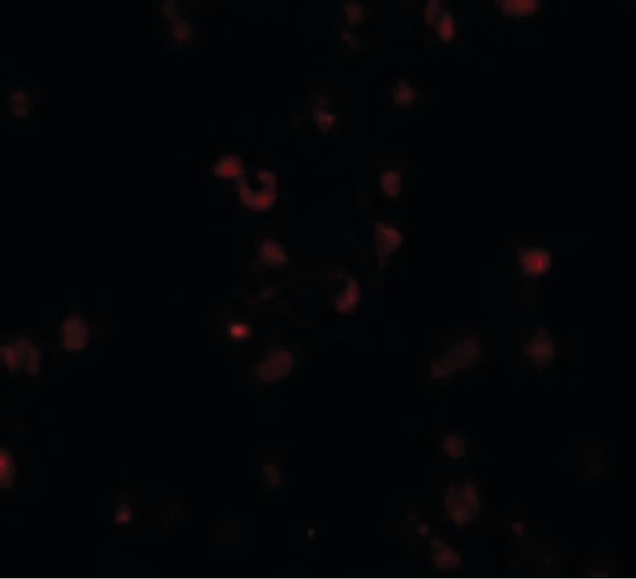 IHC-plus™ FREM2 Antibody