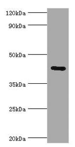 GJC1 / CX45 / Connexin 45 Antibody (aa247-396)