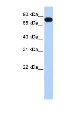 EML3 Antibody (aa180-229)