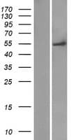 FAM149A Protein (Over-Expression Lysate Myc-DDK (Flag))