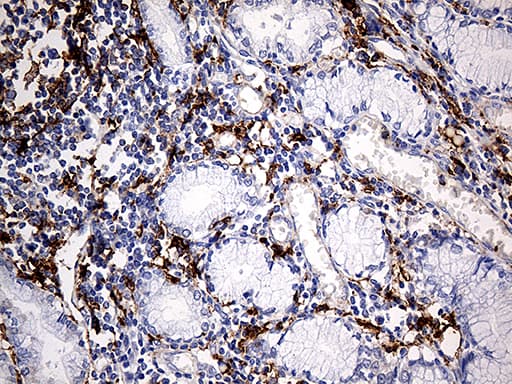 CD14 Antibody (aa20-87, clone OTI9C7, Carrier-free)