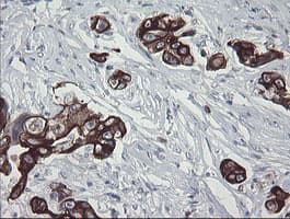 SLA2 / SLAP2 Antibody (clone OTI3A7)