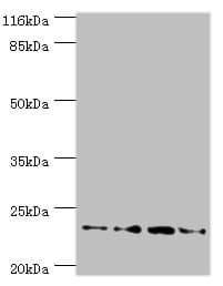 FXN / Frataxin Antibody